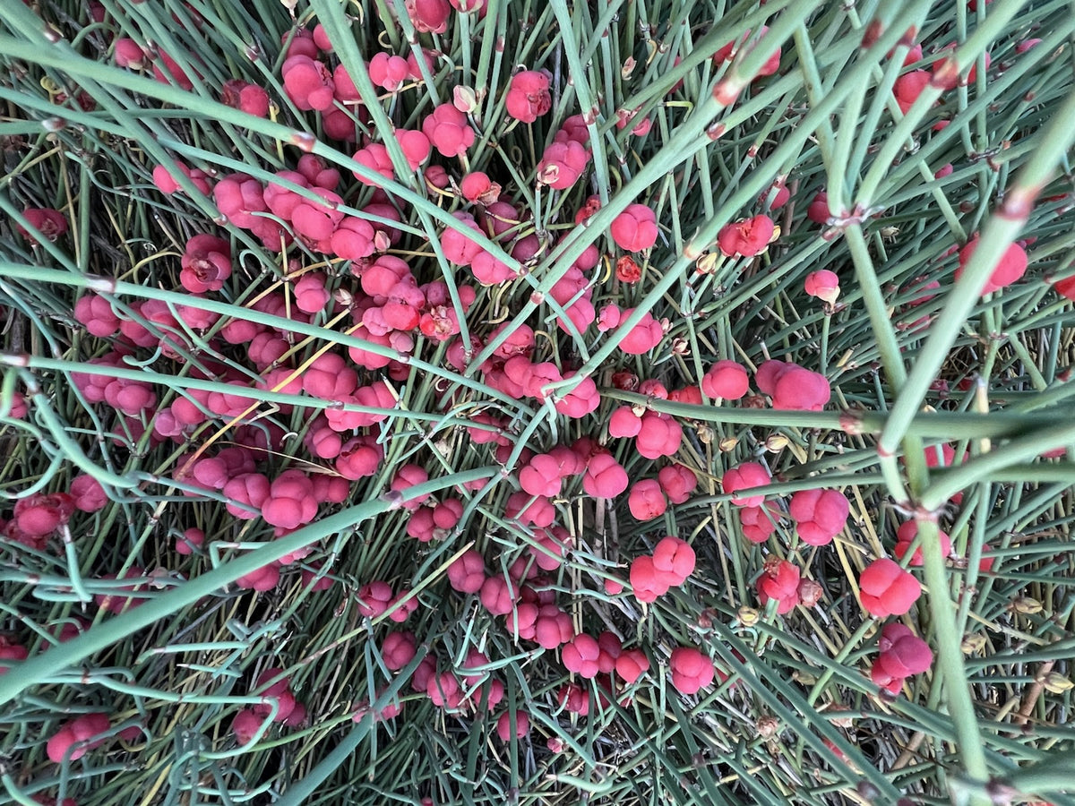 Bluestem Ephedra Organic Seeds ,Ephedra equisetina for Landscape Gardens