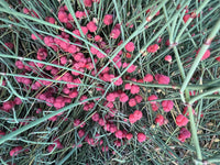 Bluestem Ephedra Organic Seeds ,Ephedra equisetina for Landscape Gardens