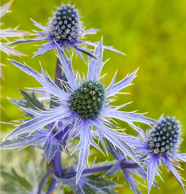 Sea Holly Seeds – Eryngium planum Flower Planting Seeds
