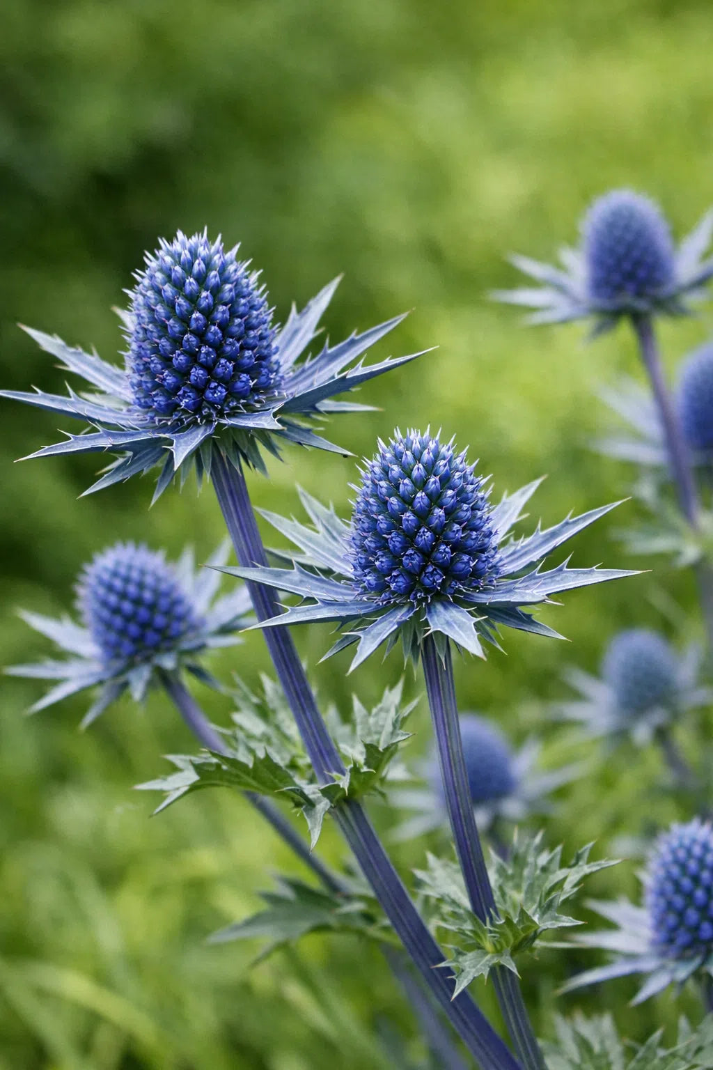 Sea Holly Eryngium planum perennial plant with steel-blue flower heads, spiky bracts, and upright stems.