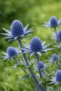 Sea Holly Eryngium planum perennial plant with steel-blue flower heads, spiky bracts, and upright stems.