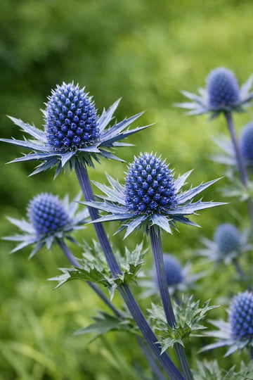 Sea Holly Eryngium planum perennial plant with steel-blue flower heads, spiky bracts, and upright stems.