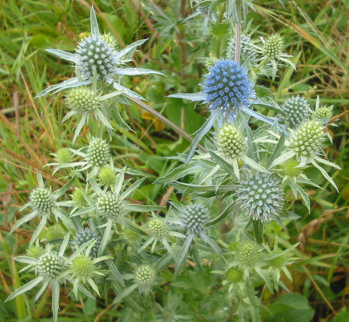 Sea Holly Seeds – Eryngium planum Flower Garden Plant