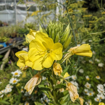 Organic Evening Primrose (Oenothera biennis) wildflower with bright yellow four-petaled blossoms, elongated green leaves, and upright flowering stems growing in a sunny naturalistic landscape garden.