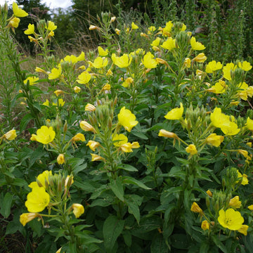 Evening Primrose – Hardy Wildflower Garden Seeds