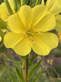 Evening Primrose ,Oenothera biennis seeds, organic