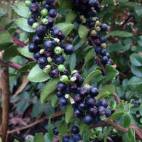 Evergreen Huckleberry Vaccinium ovatum fruit-bearing shrub with glossy dark green leaves, delicate pinkish-white flowers, and ripe purple-black berries