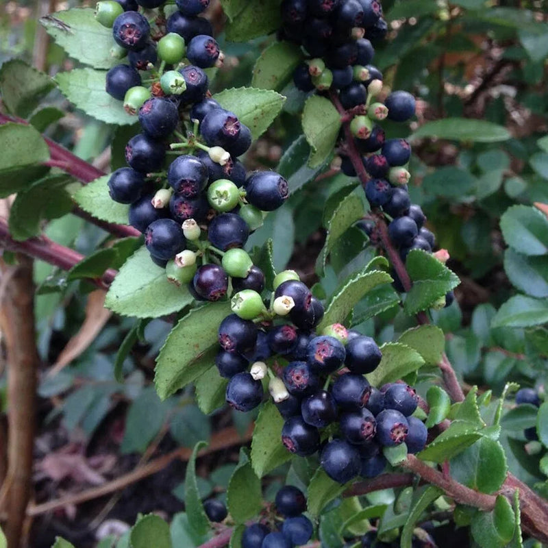 Evergreen Huckleberry Vaccinium ovatum fruit-bearing shrub with glossy dark green leaves, delicate pinkish-white flowers, and ripe purple-black berries