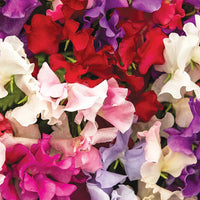 Mammoth Mixed Sweet Pea – Colorful Wildflower Garden Seeds