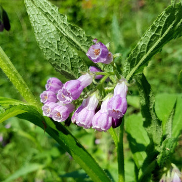 True Comfrey Symphytum officinale herb garden seeds for planting