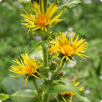Inula helenium Elecampane plant displaying broad green leaves and yellow daisy-like flowers.