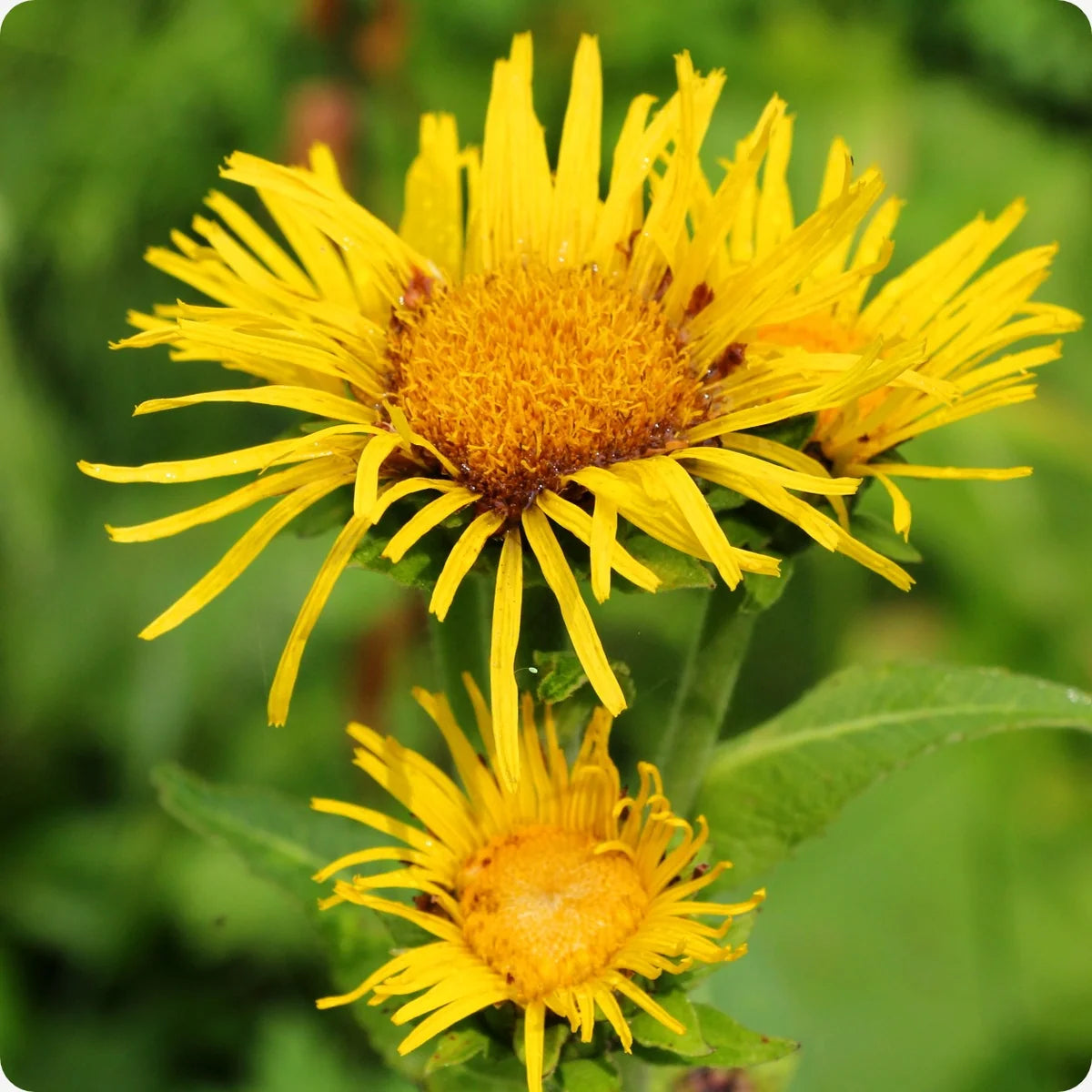 Elecampane perennial herb garden seeds for growing Inula helenium at home.