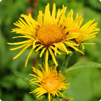 Elecampane perennial herb garden seeds for growing Inula helenium at home.