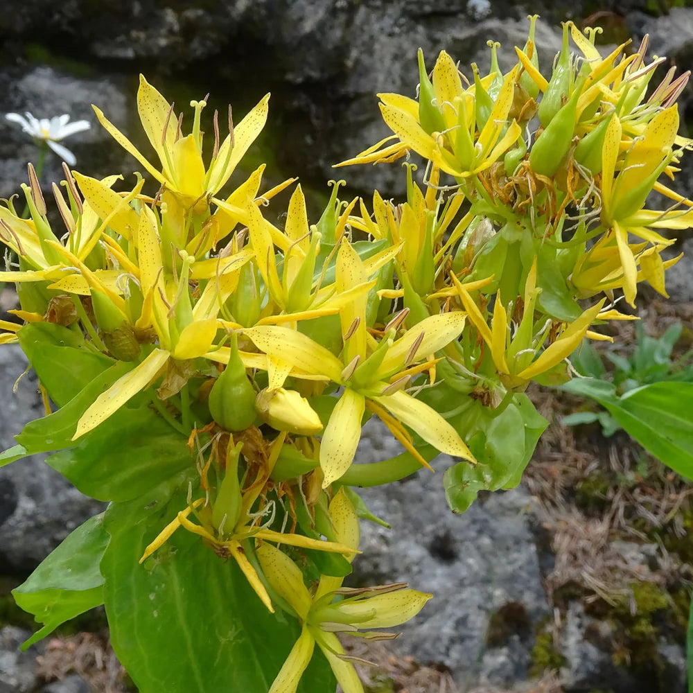 Yellow Gentian Organic Flower Seeds  Gentiana lutea  for Alpine Gardens and Natural Landscapes