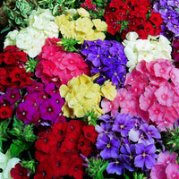 Mixed Annual Phlox – Colorful Wildflower Seeds