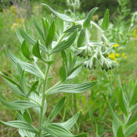 Marbleseed – Hardy Wildflower Garden Seeds