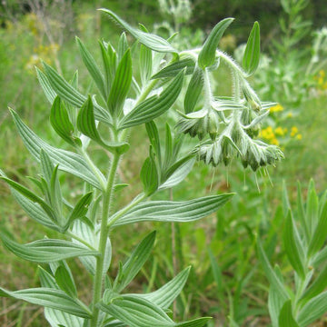 Marbleseed – Hardy Wildflower Garden Seeds