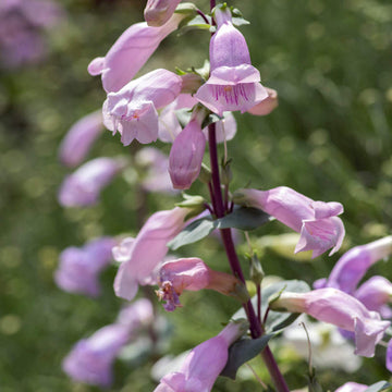 Grandifora Purple Beardtongue – Perennial Flower Seeds