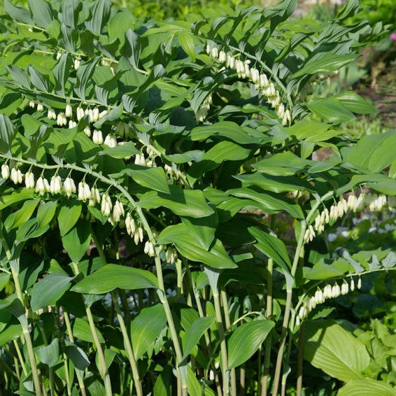 Solomon’s Seal Polygonatum – Hardy Wildflower Garden Seeds