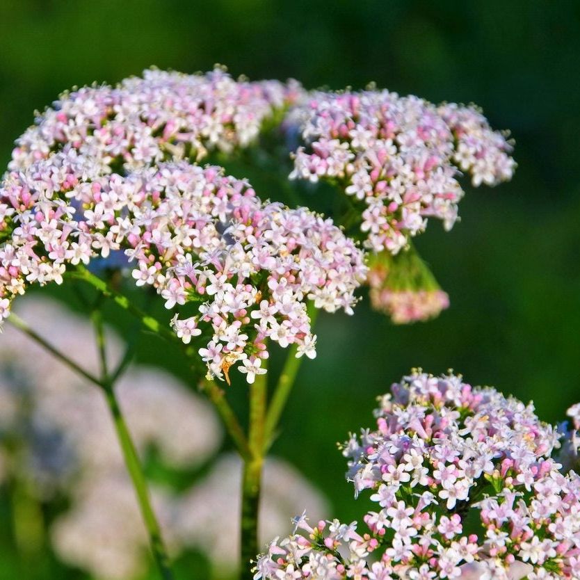 Valeriana officinalis valerian planting seeds for perennial herb gardening.