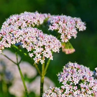 Valeriana officinalis valerian planting seeds for perennial herb gardening.