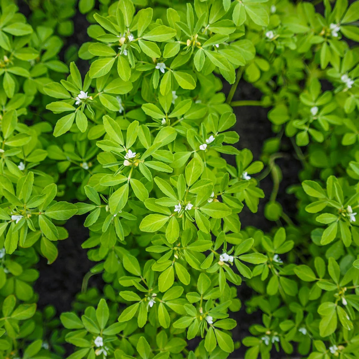 Fenugreek, Common ,Trigonella foenum-graecum seeds, organic