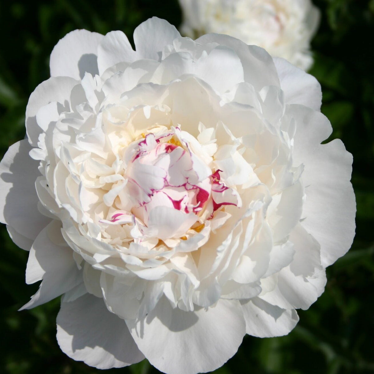 Peony ‘Festiva Maxima’ Flower Seeds – Heirloom, Non-GMO, Perennial Variety