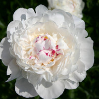 Peony ‘Festiva Maxima’ Flower Seeds – Heirloom, Non-GMO, Perennial Variety