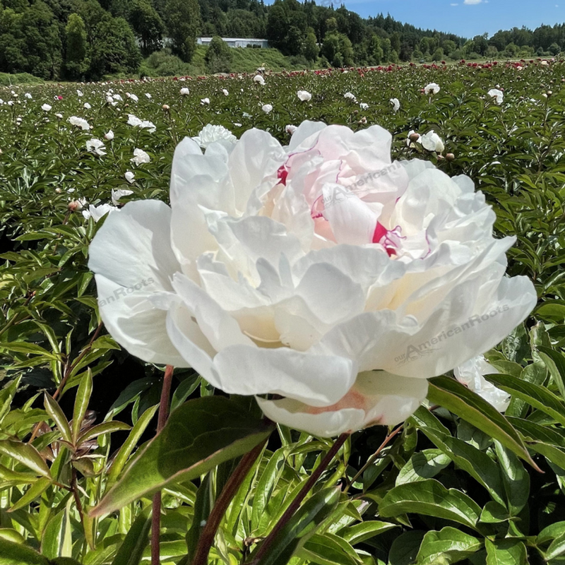 Peony ‘Festiva Maxima’ Flower Seeds – Heirloom, Non-GMO, Perennial Variety