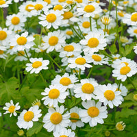 White-flowering feverfew herb growing in a garden border with green foliage and delicate daisy-like blooms.