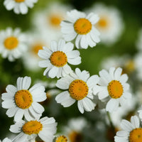 1. Tanacetum parthenium feverfew flowering herb for herb gardens, cottage gardens, and outdoor planting.