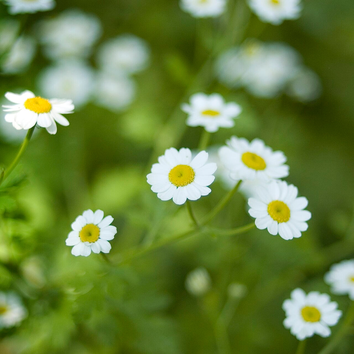 Tanacetum parthenium Feverfew plant with delicate white daisy-like flowers and yellow centers.