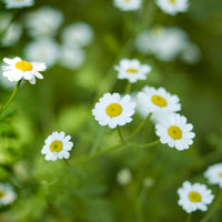 Tanacetum parthenium Feverfew plant with delicate white daisy-like flowers and yellow centers.