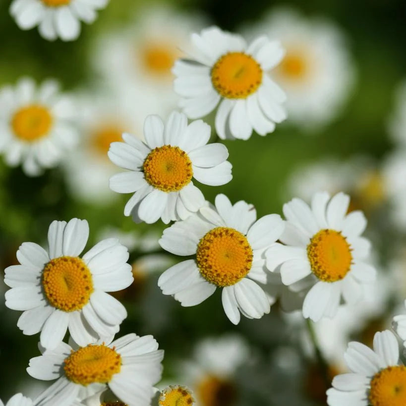 Feverfew Tanacetum parthenium plant with finely divided green leaves and white daisy-like flowers with yellow centers.