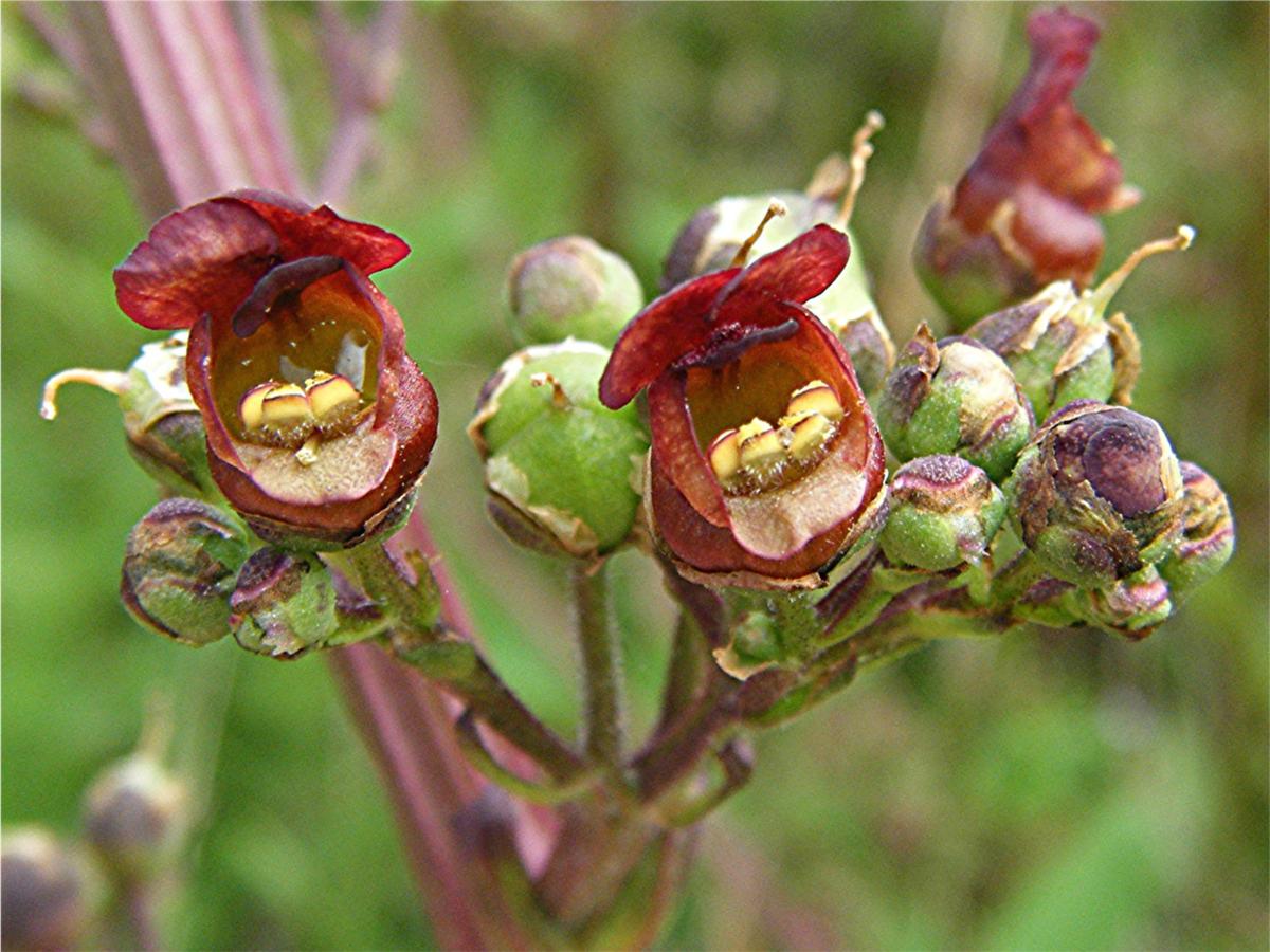 Organic Common Figwort (Scrophularia nodosa) perennial plant featuring upright four-angled green stems, broad opposite leaves with serrated margins, and branching clusters of small greenish-brown and reddish-brown hooded flowers growing in a managed naturalistic woodland landscape garden.