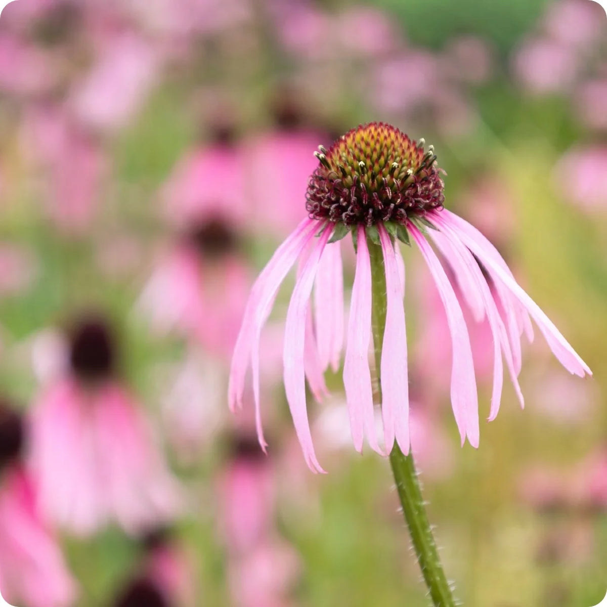 Echinacea angustifolia perennial flowering plant for sunny gardens and naturalistic landscaping