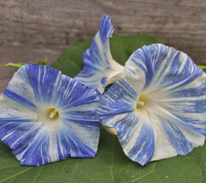 Blue and white striped Flying Saucers Morning Glory trumpet-shaped flowers