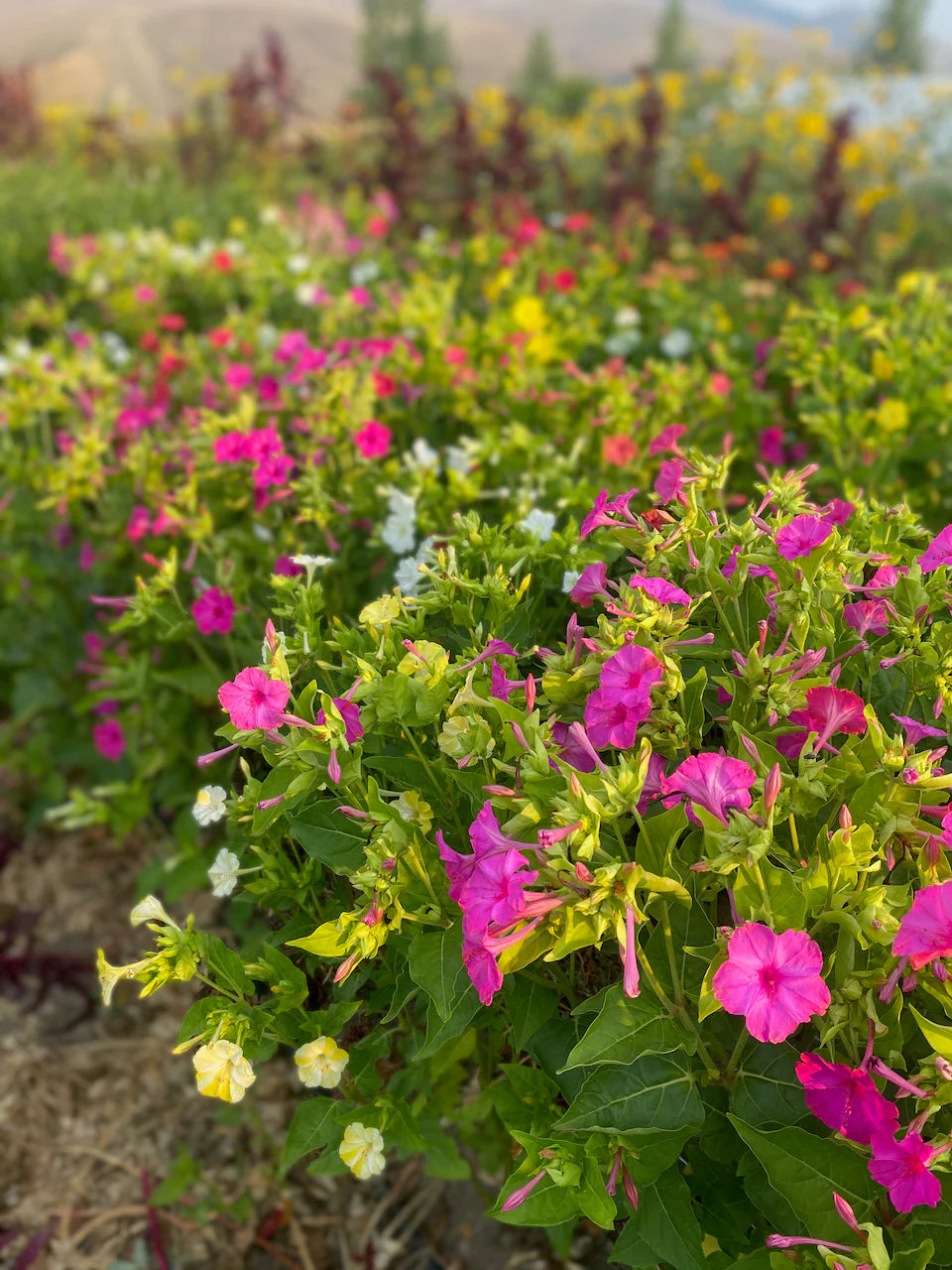 Four O'Clock Marvel of Peru Mirabilis Jalapa – Colorful Garden Flower Seeds