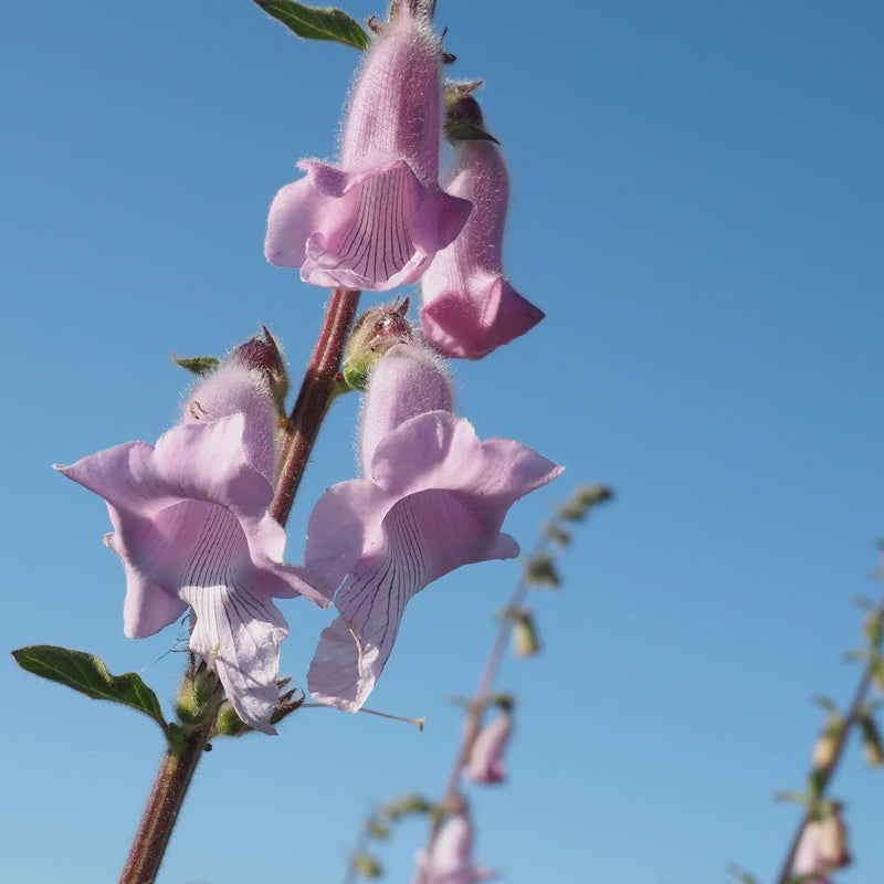 Organic Zimbabwe Foxglove (Ceratotheca triloba) flowering plant with tall hairy stems, broad three-lobed green foliage, and lavender trumpet-shaped flowers with darker purple throat markings in an ornamental flower garden.