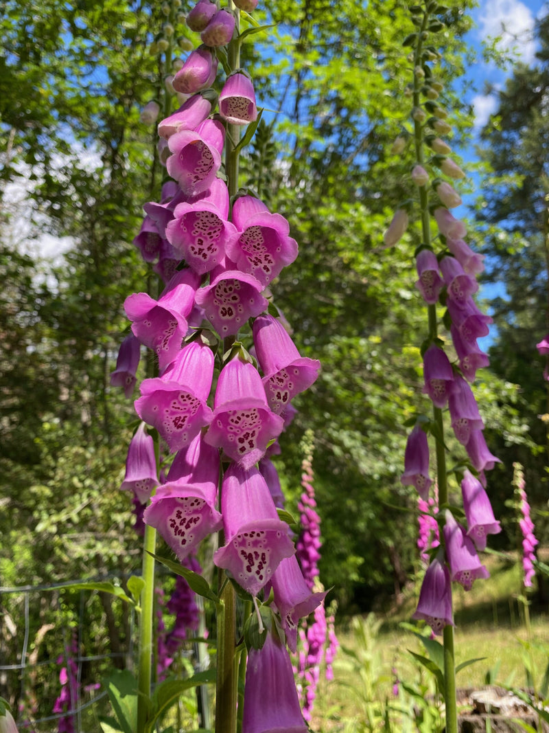 Organic Purple Foxglove (Digitalis purpurea) flowering plant with tall upright spikes of purple and pinkish-purple tubular bell-shaped flowers featuring dark spotted throats above soft green foliage in a cottage-style flower garden.