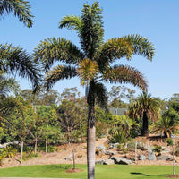 Foxtail Palm Wodyetia Bifurcata – Ornamental Tropical Tree Seeds
