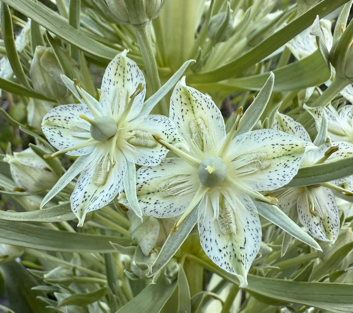 Green Gentian Monument Plant Seeds Frasera speciosa for Natural Landscape Gardens