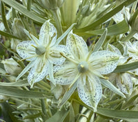 Monument Plant Seeds Frasera speciosa  for Perennial Flower Gardens