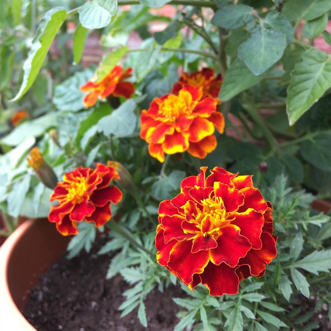 French Marigold Tagetes patula flowers with bright blooms and green foliage.