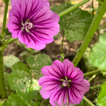 Malva Mystic Merlin – Perennial Flower Seeds