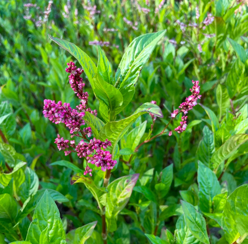 Japanese Indigo Pink Flower Garden Seeds for ornamental planting