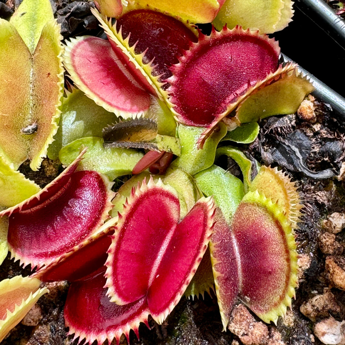Venus Flytrap ‘Sawtooth’ Seeds – Non-GMO, Heirloom, Easy to Grow Carnivorous Plant Variety