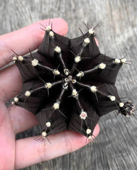 Black Widow Gymnocalycium Mihanovichii – Decorative Cactus Garden Seeds