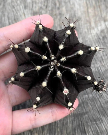 Black Widow Gymnocalycium Mihanovichii – Decorative Cactus Garden Seeds