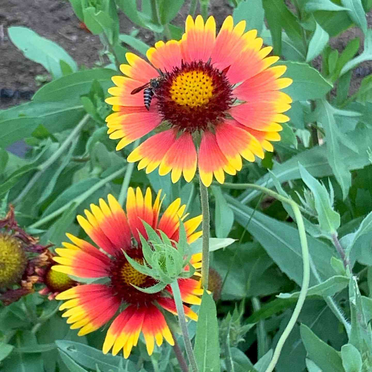 Blanket Flower Gaillardia – Hardy Garden Flower Seeds